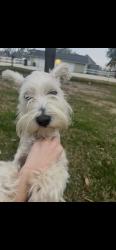 Lost Male Dog last seen Fairmont Pkwy, Pasadena, TX 77504