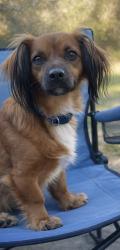 Reunited Male Dog last seen Western Dr , Hernando, FL 34442