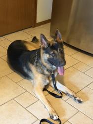Found/Stray Male Dog last seen S Yale and E 75th st, Tulsa, OK 74136
