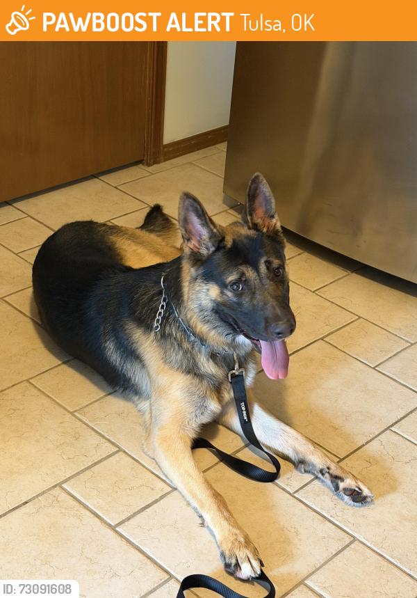 Found/Stray Male Dog last seen S Yale and E 75th st, Tulsa, OK 74136
