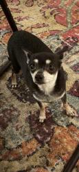 Lost Female Dog last seen Penenton, Live Oak, CA 95953
