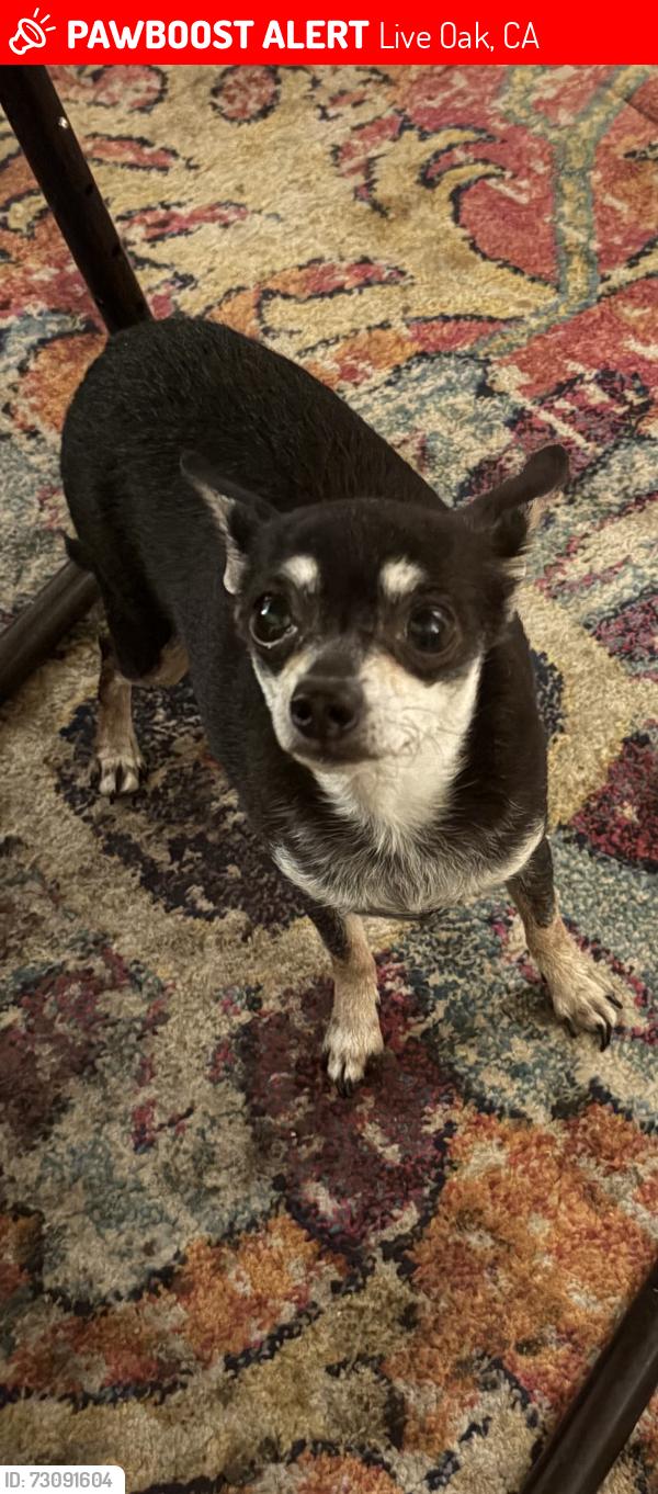 Lost Female Dog last seen Penenton, Live Oak, CA 95953