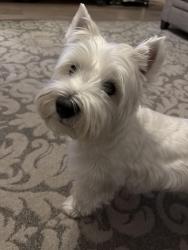 Reunited Male Dog last seen Southpoint and hazelwood, Green Bay, WI 54313