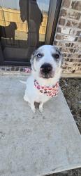 Reunited Female Dog last seen 7th and foxtail, Newcastle, OK 73065