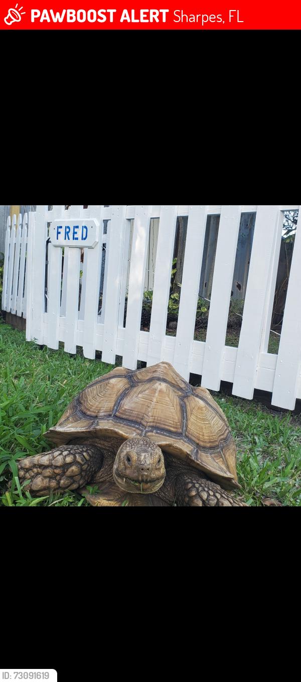 Lost Male Other last seen US 1 and Broadway, Cocoa, Fl., Sharpes, FL 32927