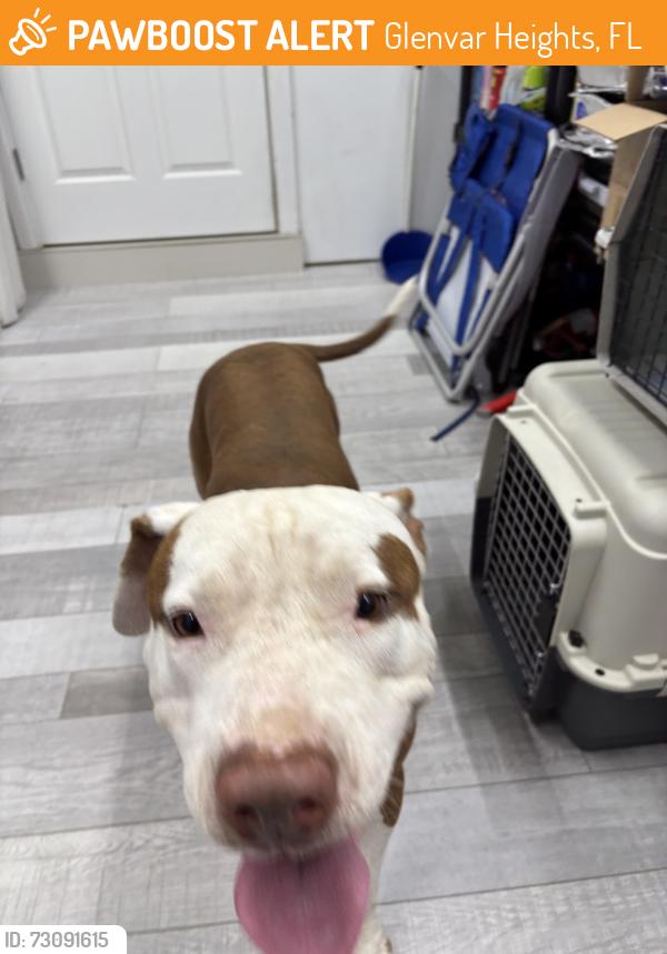 Found/Stray Male Dog last seen Bird and 72 avenue, Glenvar Heights, FL 33155