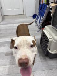 Found/Stray Male Dog last seen Bird and 72 avenue, Glenvar Heights, FL 33155