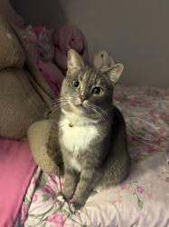 Reunited Female Cat last seen Flint river & homewood dr, Riverdale, GA 30274