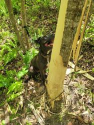 Lost Female Dog last seen Smith station, Spotsylvania County, VA 22407