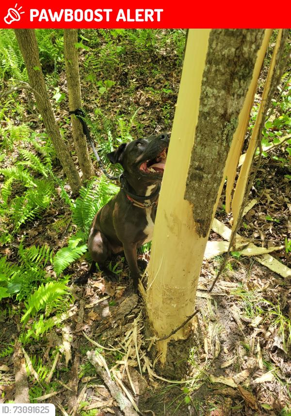 Lost Female Dog last seen Smith station, Spotsylvania County, VA 22407