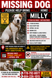 Lost Male Dog last seen Fraser hwy ross road, Abbotsford, BC V4X 1H2