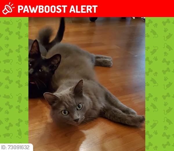 Lost Male Cat last seen Yorkway, Nottingham Country, TX 77450