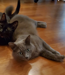 Lost Male Cat last seen Yorkway, Nottingham Country, TX 77450