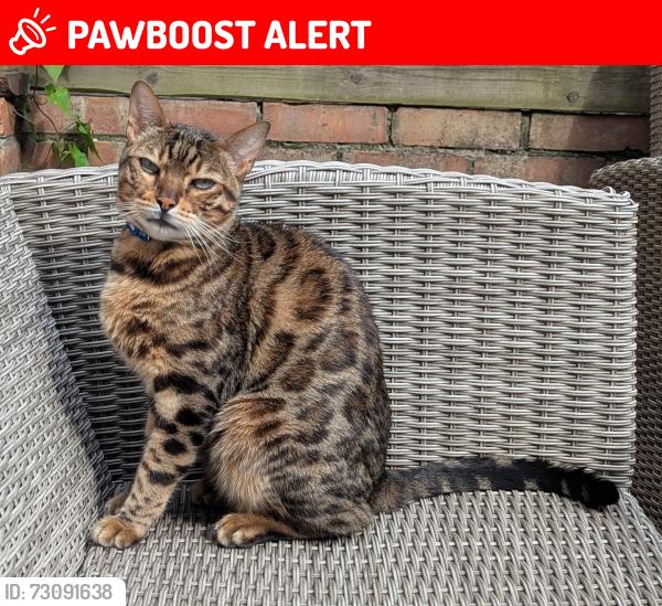 Lost Male Cat last seen either junction road or potentially bowers avenue, Norfolk, England NR3 2JG