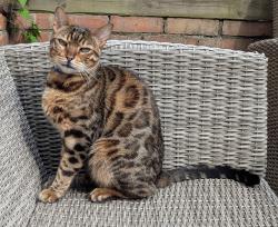 Lost Male Cat last seen either junction road or potentially bowers avenue, Norfolk, England NR3 2JG