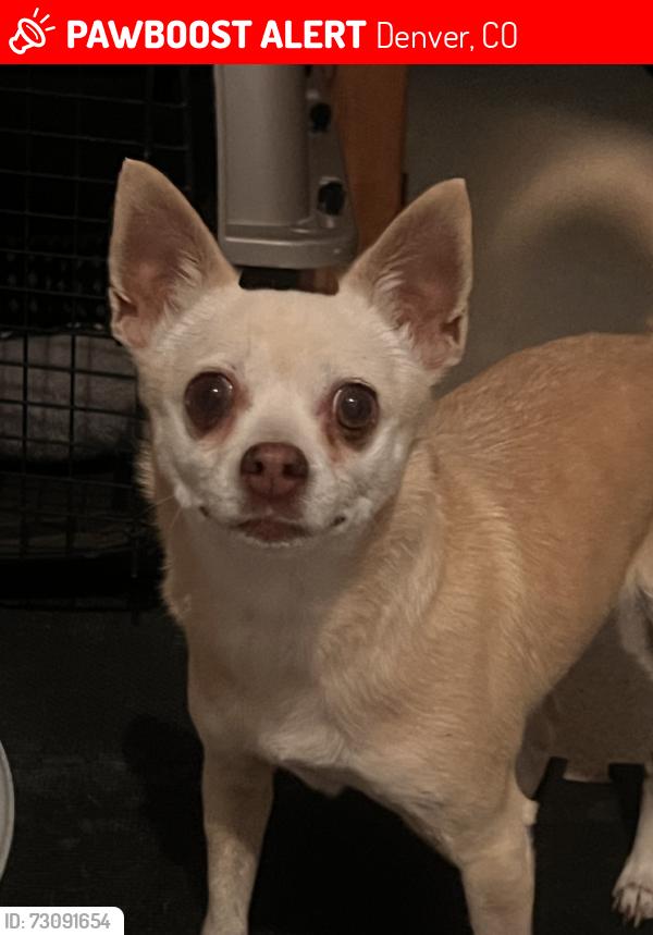 Lost Female Dog last seen Near Vassar and Yale, Denver, CO 80219