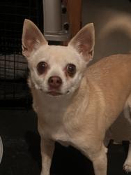 Lost Female Dog last seen Near Vassar and Yale, Denver, CO 80219