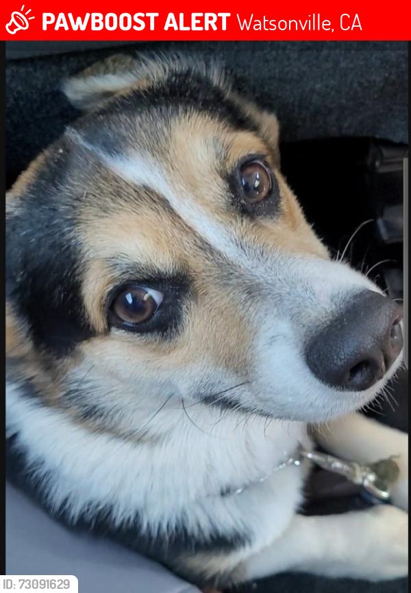 Lost Female Dog last seen Watsonville KOA, Watsonville, CA 95076