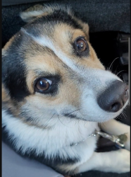 Lost Female Dog last seen Watsonville KOA, Watsonville, CA 95076