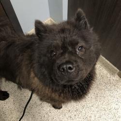 Shelter Stray Female Dog last seen , 1013 Garfield St, Oak Park, IL 60304, USA