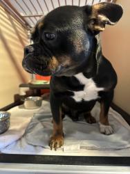 Found/Stray Male Dog last seen Walgreens on Foothill, Oakland, CA 94601