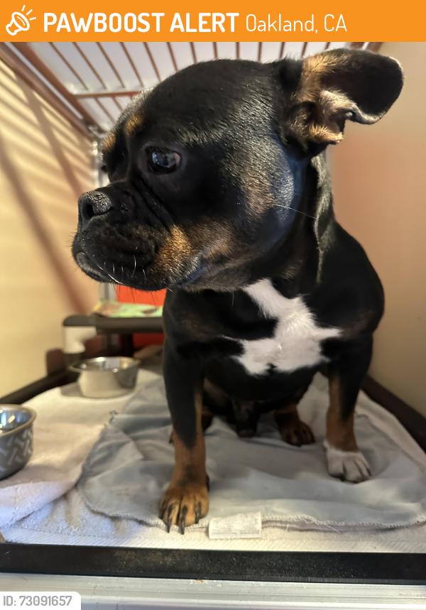 Found/Stray Male Dog last seen Walgreens on Foothill, Oakland, CA 94601
