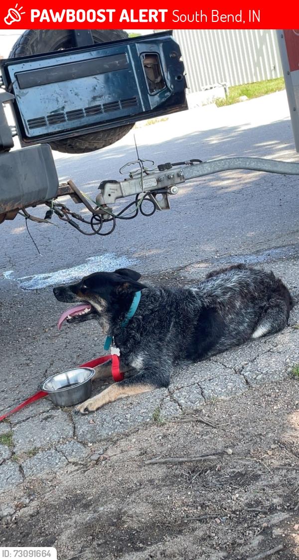 Lost Female Dog last seen Mayflower rd, South Bend, IN 46619