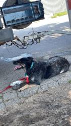 Lost Female Dog last seen Mayflower rd, South Bend, IN 46619