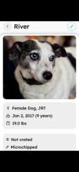 Reunited Female Dog last seen Circle Dr , Stowe, PA 19464