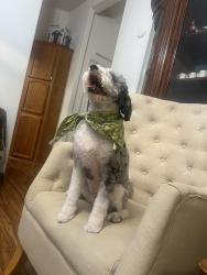 Reunited Female Dog last seen Near Buena Vista Dr, San Jose, CA 95131, USA, San Jose, CA 95131