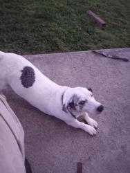Reunited Male Dog last seen Harmon ave & mound sr, Columbus, OH 43223