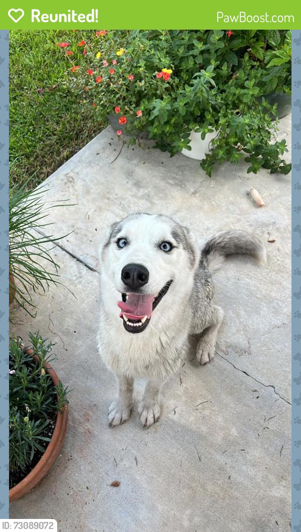 Reunited Female Dog last seen Verot Schoot Rd, The Woodlands neighborhood, Lafayette, LA 70508