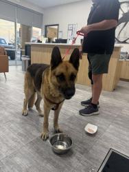 Reunited Male Dog last seen Fern Hill Drive, Gibsonton, FL 33534