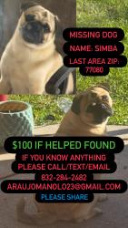 Lost Male Dog last seen Hollister Street, Houston, TX 77080