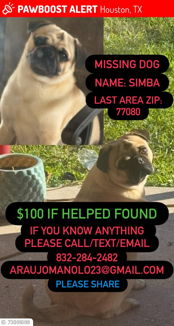 Lost Male Dog last seen Hollister Street, Houston, TX 77080