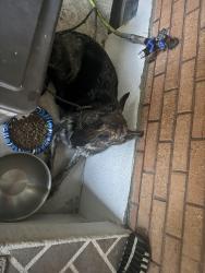 Found/Stray Female Dog last seen Goldstein lane, Louisville, KY 40272