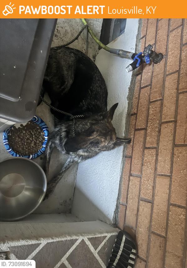 Found/Stray Female Dog last seen Goldstein lane, Louisville, KY 40272