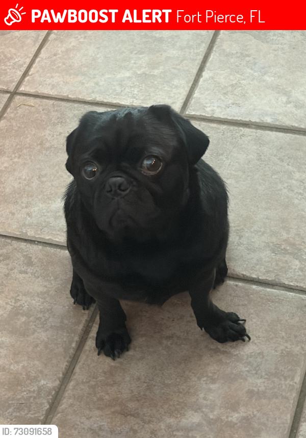 Lost Male Dog last seen Jeffrey lane, Fort Pierce, FL 34982