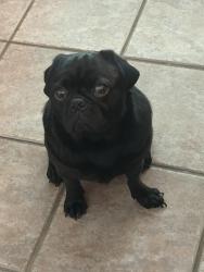 Lost Male Dog last seen Jeffrey lane, Fort Pierce, FL 34982