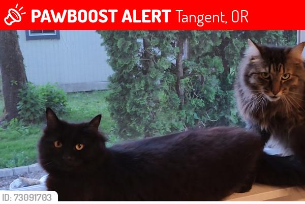 Lost Female Cat last seen Birdfoot, Tangent, OR 97389