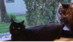 Lost Female Cat last seen Birdfoot, Tangent, OR 97389
