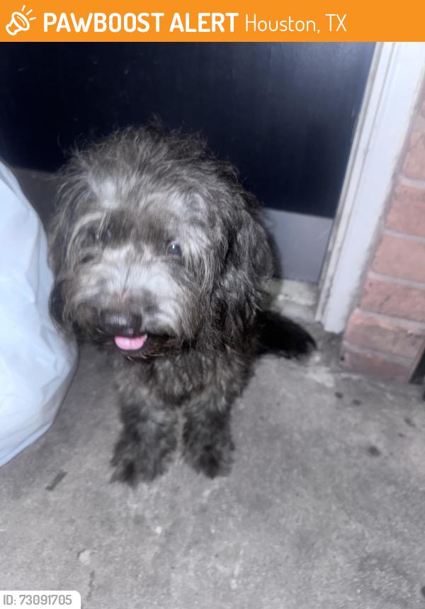 Found/Stray Male Dog last seen Chimney Rock and beechnut, Houston, TX 77096