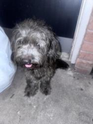 Found/Stray Male Dog last seen Chimney Rock and beechnut, Houston, TX 77096