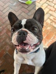 Lost Male Dog last seen Randall y Alder, Fontana, CA 92335