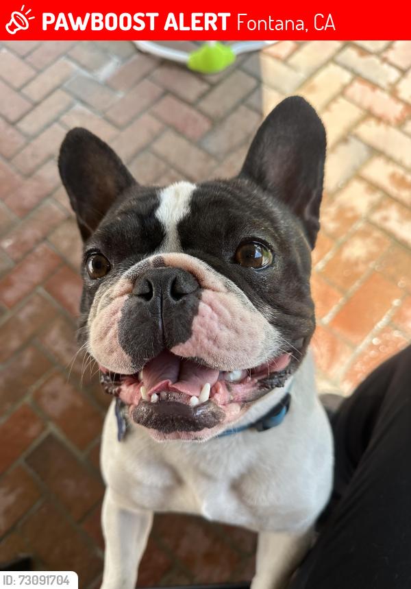 Lost Male Dog last seen Randall y Alder, Fontana, CA 92335