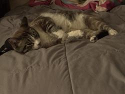 Reunited Male Cat last seen At my hse Bathurst and codsell, Toronto, ON M3H 3V5