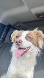 Found/Stray Female Dog last seen Ave 120, Tulare County, CA 93256