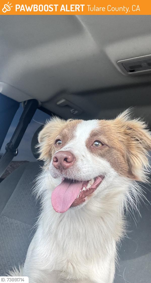Found/Stray Female Dog last seen Ave 120, Tulare County, CA 93256