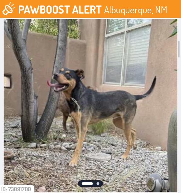 Found/Stray Unknown Dog last seen Little Joe and crystal, Albuquerque, NM 87120