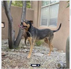 Found/Stray Unknown Dog last seen Little Joe and crystal, Albuquerque, NM 87120
